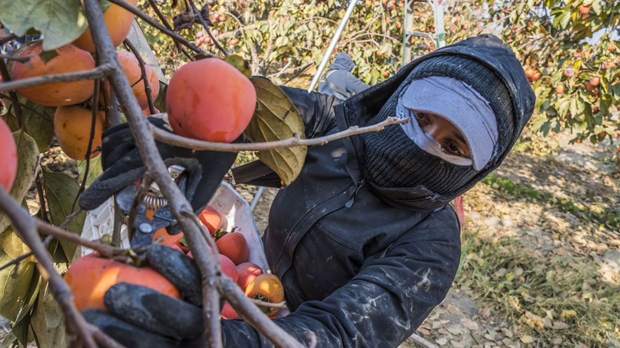 High-Paying Fruit Picking Job In Canada With Free VISA Sponsorship