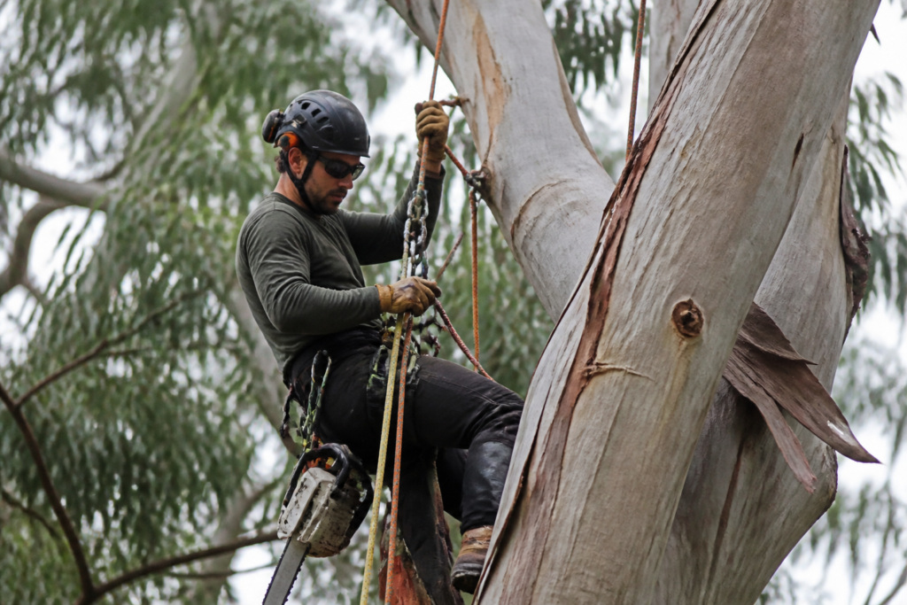 Arborist Jobs In Australia With Visa Sponsorship For Foreigners In 2026/2027: Requirements, Salary & How to Apply