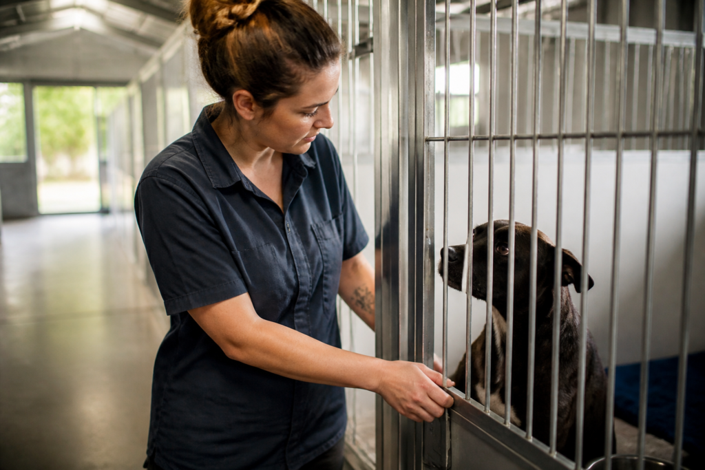 Kennel Attendant Jobs In Australia With Visa Sponsorship For Foreigners In 2026/2027: Pay, Requirements & How to Apply
