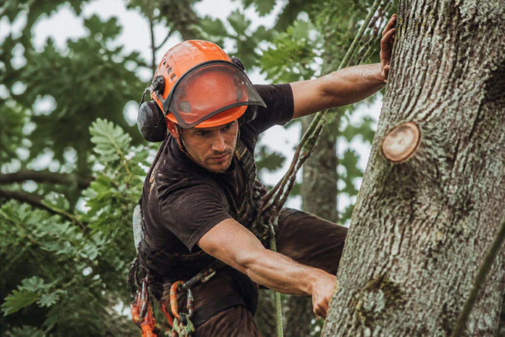 Arborist Jobs In UK With Visa Sponsorship For Foreigners In 2026/2027: What It Pays & How to Get Hired