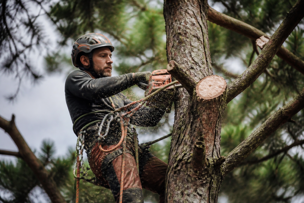 Arborist Jobs In USA With Visa Sponsorship For Foreigners In 2026/2027: Pay, Requirements & How to Apply